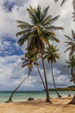 Las Galeras, Dominik Cumhuriyeti 'nde bir plajda palmiyeler