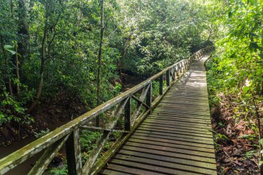 Borneo Adası, Malezya 'daki Niah Milli Parkı' nda sahil yürüyüşü