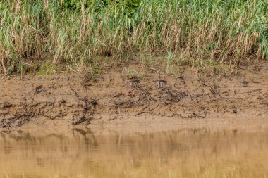 Kinabatangan nehri kıyısındaki Macaklar, Sabah, Malezya