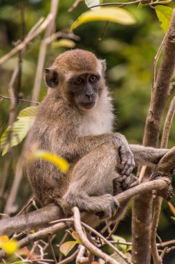 Kinabatangan nehri yakınlarındaki Macaque, Sabah, Malezya