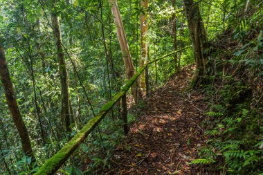 Kinabalu Park, Sabah, Malezya 'da yürüyüş parkında