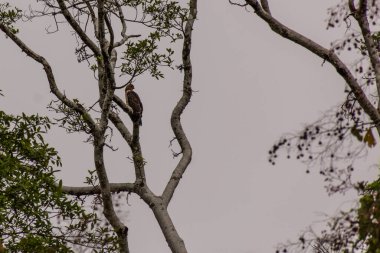 Jerdon Bazası (Aviceda jerdoni) Kinabatangan nehri yakınlarında, Sabah, Malezya