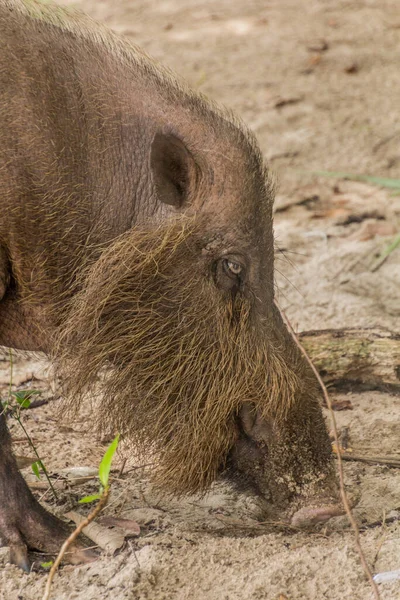 Борнеанська Свиня Sus Barbatus Пляжі Національному Парку Бако Острові Борнео — стокове фото