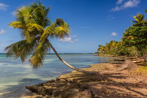 Пальма Пляже Лас Галерас Доминиканская Республика — стоковое фото