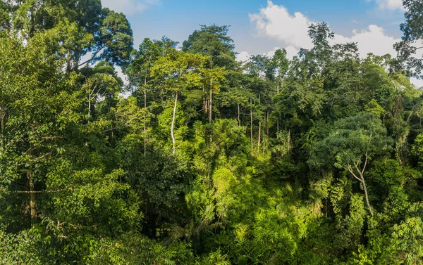 Canopy Uma Floresta Tropical Sepilok Sabah Malásia — Fotografia de Stock