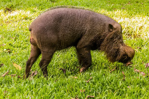 Borské Vousaté Prase Sus Barbatus Národním Parku Bako Ostrově Borneo — Stock fotografie