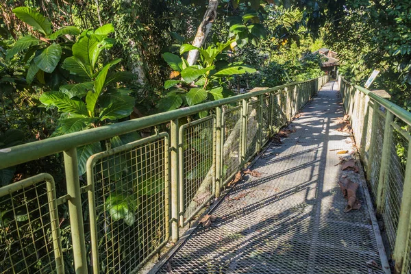 Himmelsbeobachtungsbrücke Rainforest Discovery Centre Sepilok Sabah Malaysia — Stockfoto