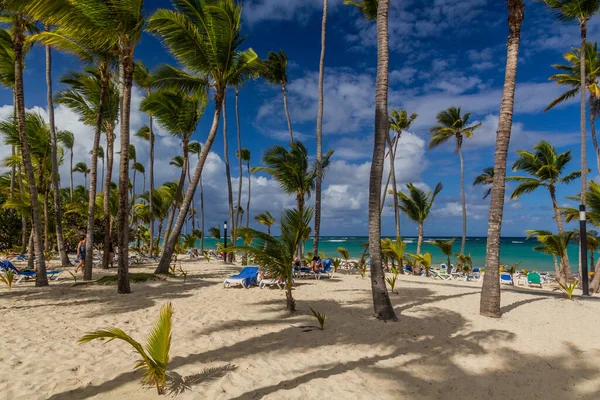 Punta Cana República Dominicana Diciembre 2018 Palmeras Playa Bavaro República — Foto de Stock