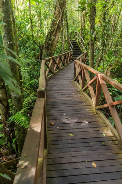 Boardwalk Skog Kinabalu Park Sabah Malaysia — Stockfoto