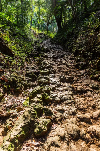 Sentier Randonnée Cascade Limon République Dominicaine — Photo