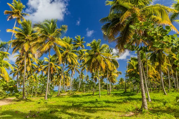 Palmenhaine Las Galeras Dominikanische Republik — Stockfoto