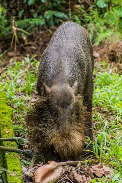 Bornean Brodaty Świnia Sus Barbatus Parku Narodowym Bako Wyspie Borneo — Zdjęcie stockowe