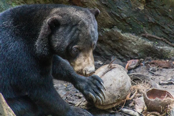 Solbjörn Helarctos Malayanus Bornean Sun Bear Conservation Centre Sepilok Sabah — Stockfoto