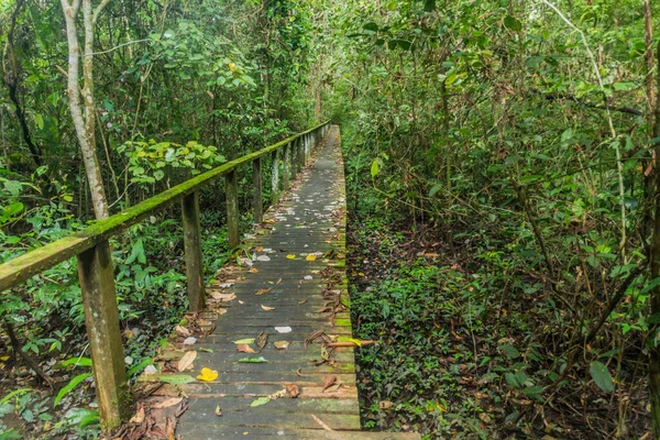 Paseo Marítimo Parque Nacional Niah Isla Borneo Malasia —  Fotos de Stock