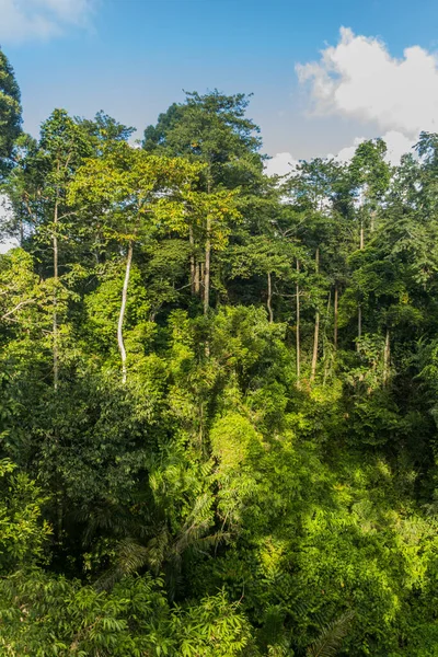 Baumkronen Eines Regenwaldes Sepilok Sabah Malaysia — Stockfoto