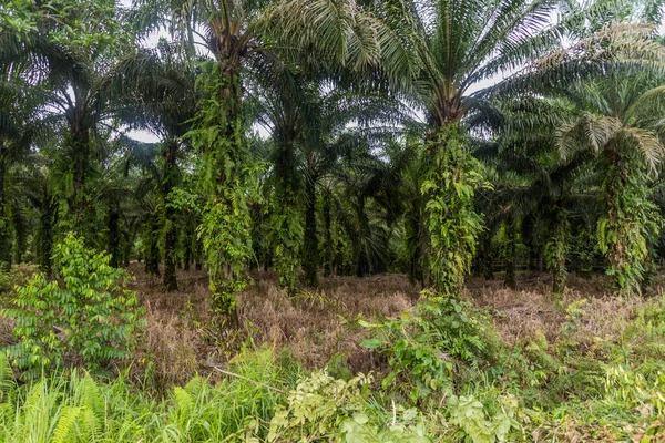 Ölpalmenplantage Bundesstaat Sarawak Malaysia — Stockfoto