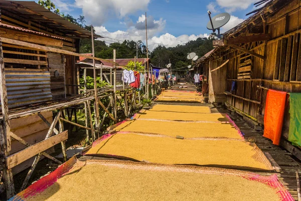 マレーシア サラワク州バタン レジャン川近くの伝統的なロングハウスのベランダで穀物を乾かす — ストック写真