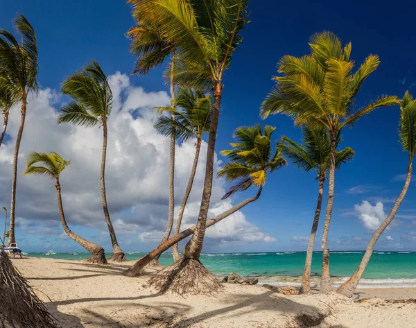 Palmy Pláži Bavaro Dominikánská Republika — Stock fotografie