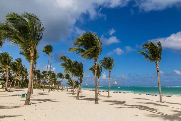 Palme Sulla Spiaggia Bavaro Repubblica Dominicana — Foto Stock