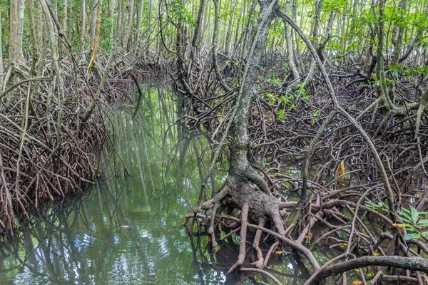 Mangroves Gaya Island Tunku Abdul Rahman National Park Sabah Malaysia — Stock Photo, Image