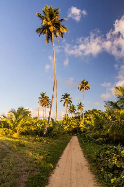 Sendero Rural Las Galeras República Dominicana — Foto de Stock