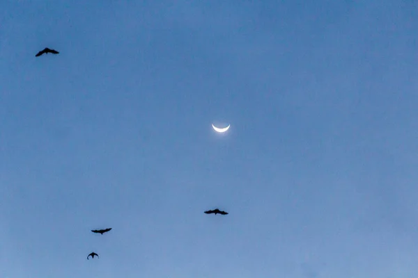 Silhouettes Bats Moon Sabah Malaysia — Stock Photo, Image