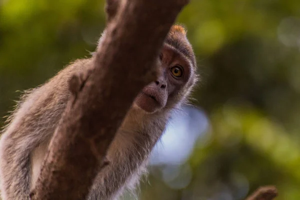 Macaco Cerca Del Río Kinabatangan Sabah Malasia —  Fotos de Stock