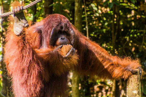 Bornealer Orang Utan Pongo Pygmaeus Semenggoh Nature Reserve Insel Borneo — Stockfoto