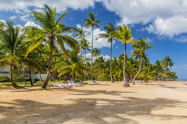 Palmy Pláži Las Terrenas Dominikánská Republika — Stock fotografie