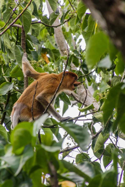 Proboscis Monkey Nasalis Larvatus Sur Arbre Dans Parc National Bako — Photo