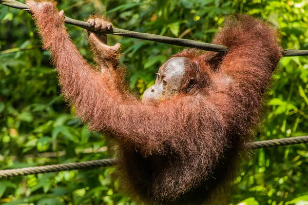 Orang Outan Bornéo Pongo Pygmaeus Dans Centre Réhabilitation Sepilok Orang — Photo