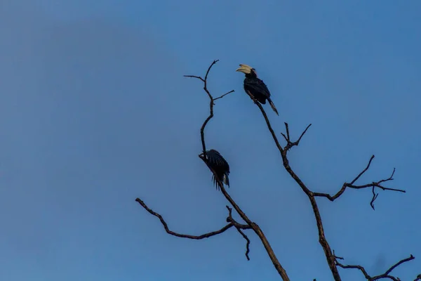 Hornbill Preto Anthracoceros Malayanus Uma Árvore Perto Rio Kinabatangan Sabah — Fotografia de Stock
