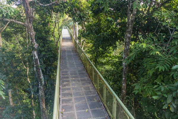 Puente Observación Dosel Rainforest Discovery Centre Sepilok Sabah Malasia — Foto de Stock