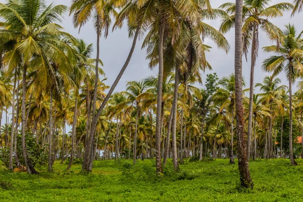 Las Galeras Taki Palm Grove Dominik Cumhuriyeti — Stok fotoğraf