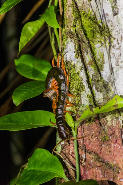 Scolopendra Subspinipes Stonožka Národním Parku Bako Ostrově Borneo Malajsie — Stock fotografie