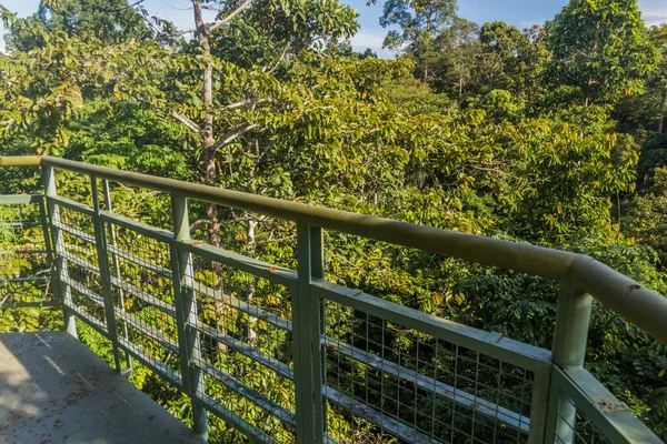 Blick Vom Aussichtsturm Rainforest Discovery Centre Sepilok Sabah Malaysia — Stockfoto