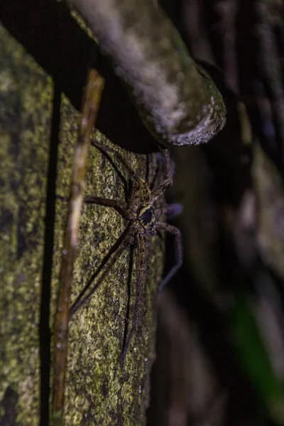 Pavouk Poblíž Řeky Kinabatangan Sabah Malajsie — Stock fotografie