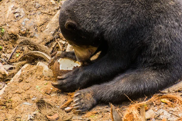 Solbjörn Helarctos Malayanus Bornean Sun Bear Conservation Centre Sepilok Sabah — Stockfoto