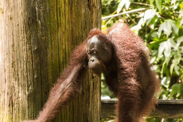 Bornean Orangutan Pongo Pygmaeus Sepilok Orangutan Rehabilitation Centre Bornéu Ilha — Fotografia de Stock