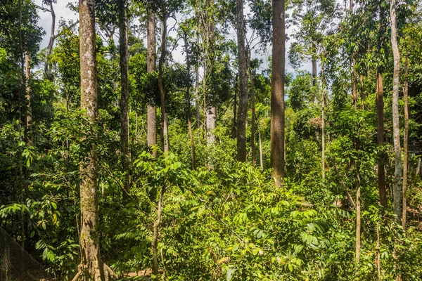 Regenwald Bei Sepilok Sabah Malaysia — Stockfoto