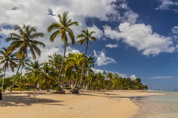 Palmeras Una Playa Las Terrenas República Dominicana — Foto de Stock