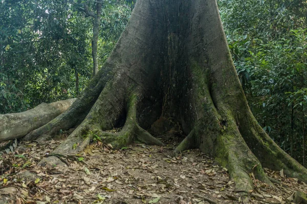 Seraya Runcing Shorea Acutissima Árvore Sepilok Sabah Malásia — Fotografia de Stock