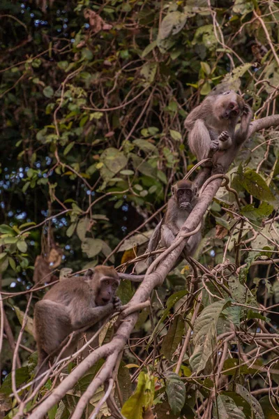 Group Macaques Kinabatangan River Sabah Malaysia — Stock Photo, Image