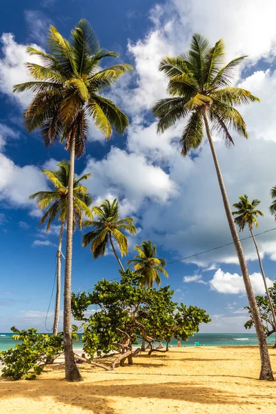 Palme Una Spiaggia Las Terrenas Repubblica Dominicana — Foto Stock