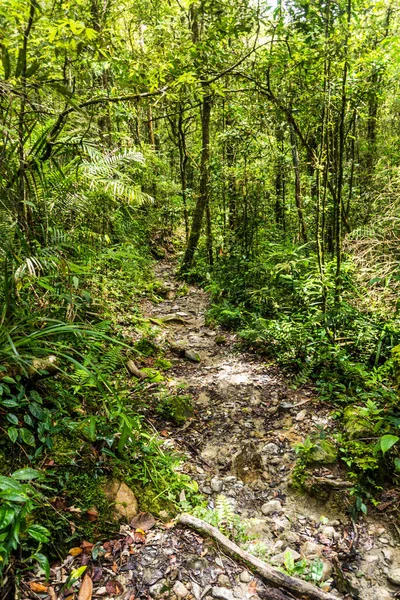 Szlak Turystyczny Lesie Kinabalu Park Sabah Malezja — Zdjęcie stockowe