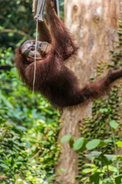 Orang Outan Bornéo Pongo Pygmaeus Dans Centre Réhabilitation Sepilok Orang — Photo