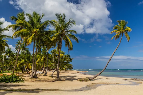 Palme Una Spiaggia Las Terrenas Repubblica Dominicana — Foto Stock