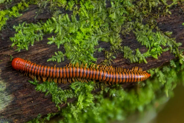 Trachelomegalus Millipede Národním Parku Niah Malajsie — Stock fotografie