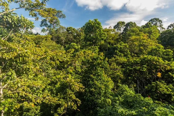 Sepilok Sabah Malezya Bir Yağmur Ormanının Tepe Örtüsü — Stok fotoğraf