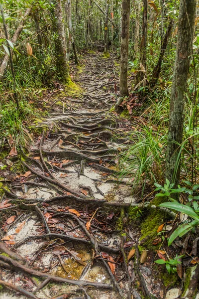 Korzenie Pokryte Ścieżką Parku Narodowym Bako Sarawak Malezja — Zdjęcie stockowe